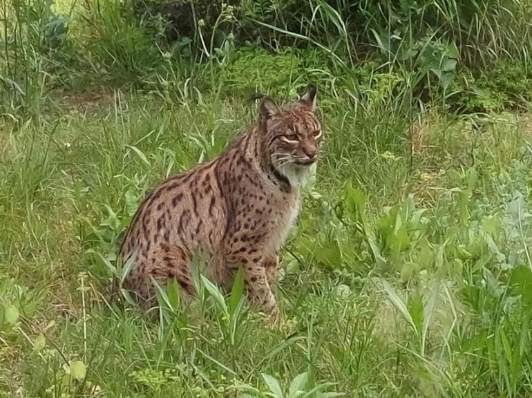 Imagen de uno de los linces que habita en el zoo de Jerez