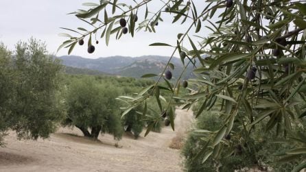 Los olivares de las comarca de Cazorla precisan de las lluvias previstas para alcanzar el punto de maduración del fruto y un rendimiento óptimo