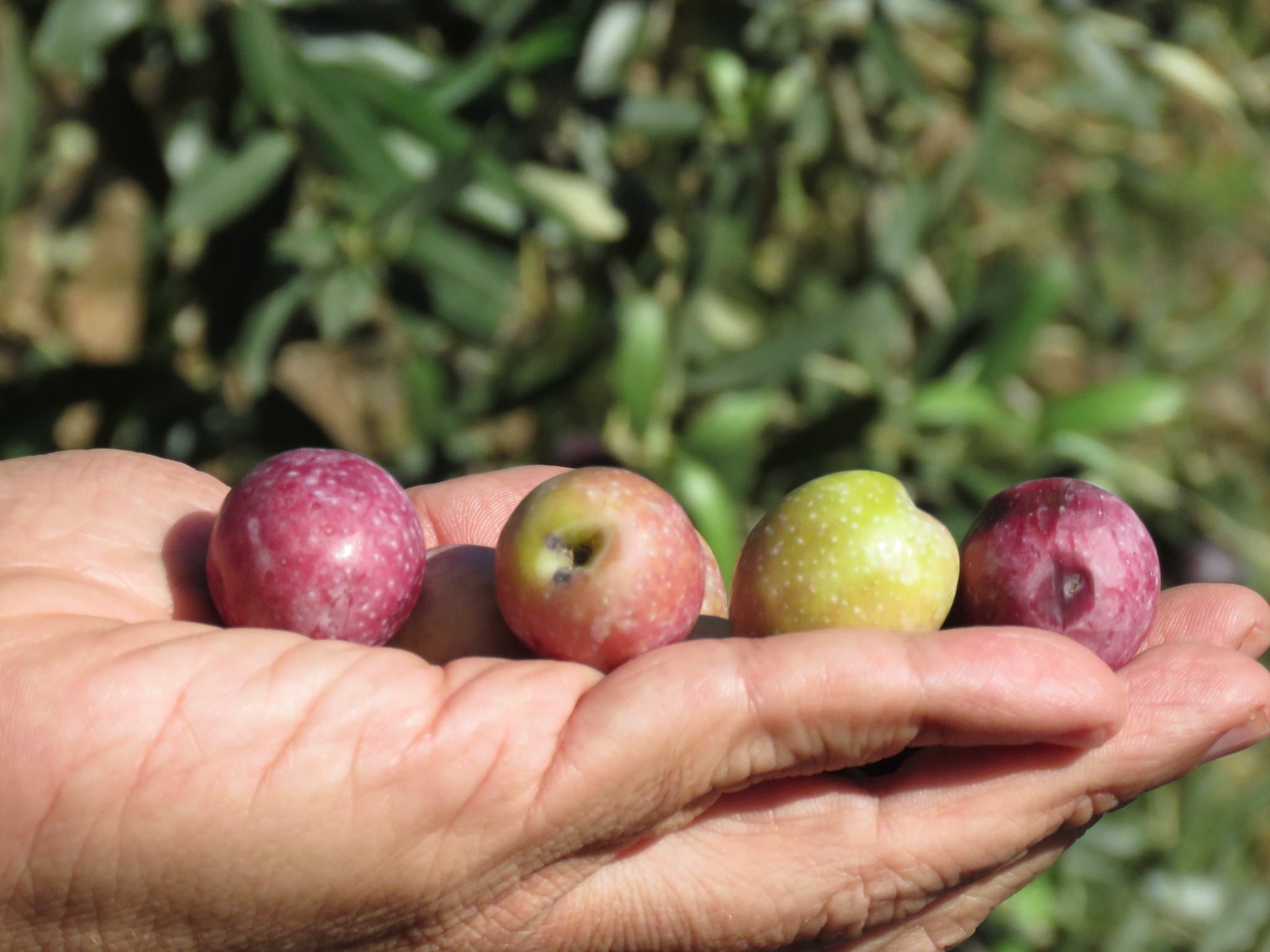 Variedades de aceituna del Banco Mundial de Germoplasma del Olivo con sede en el IFAPA de la Alameda del Obispo y en la Universidad de Córdoba. 