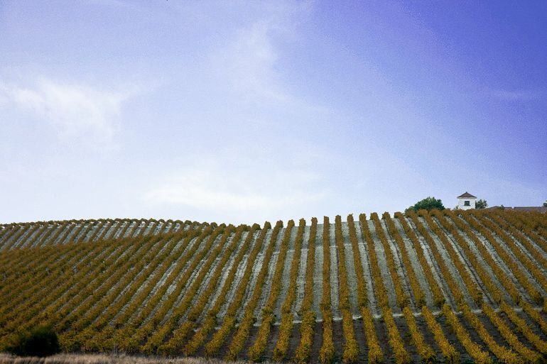 Viña de Jerez