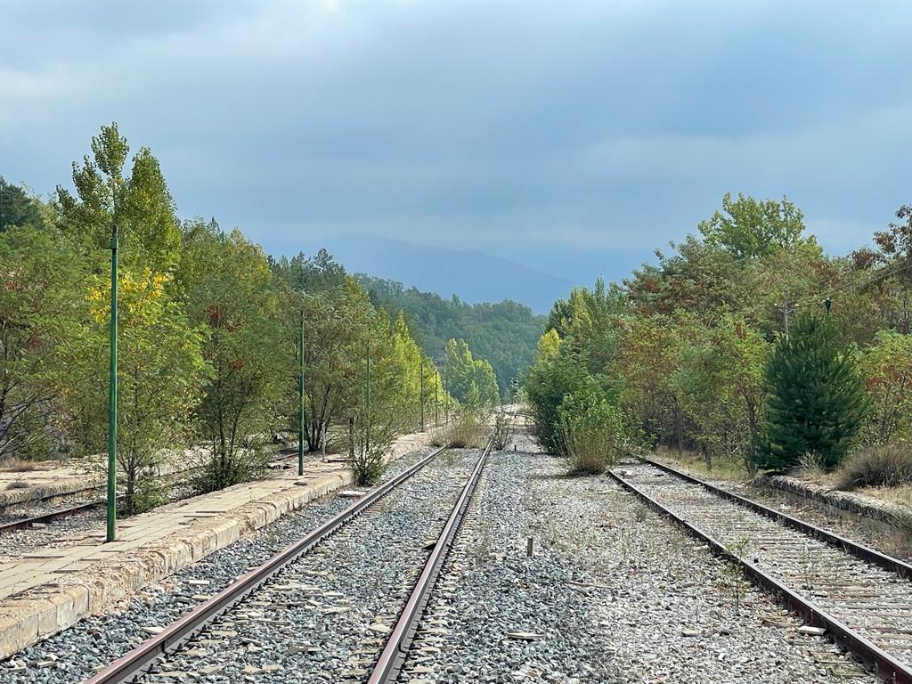 Ejemplares de árboles en medio de las vías del tren Directo en una imagen captada este pasado mes de septiembre