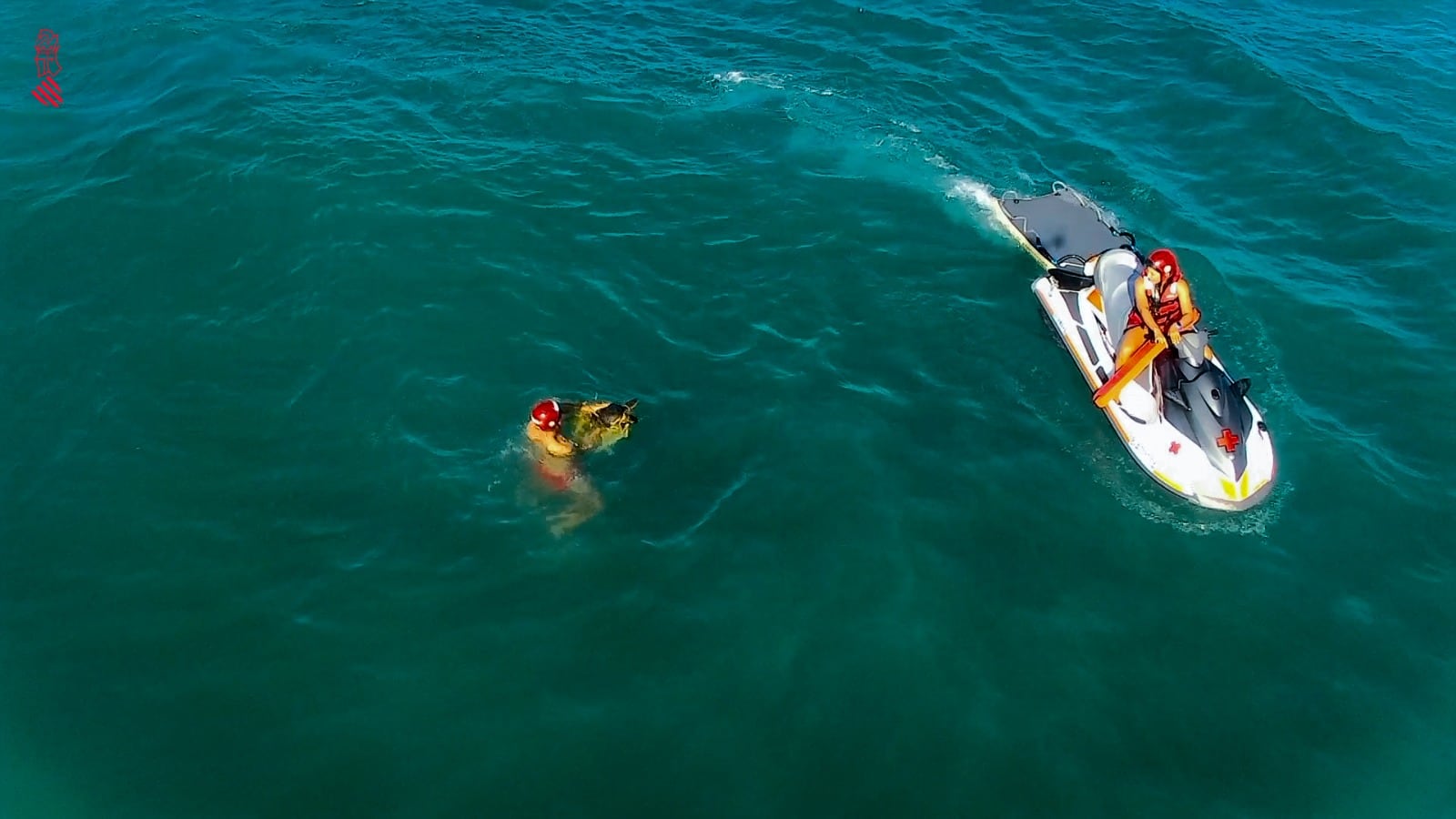 Rescate de una tortuga marina en peligro de extinción