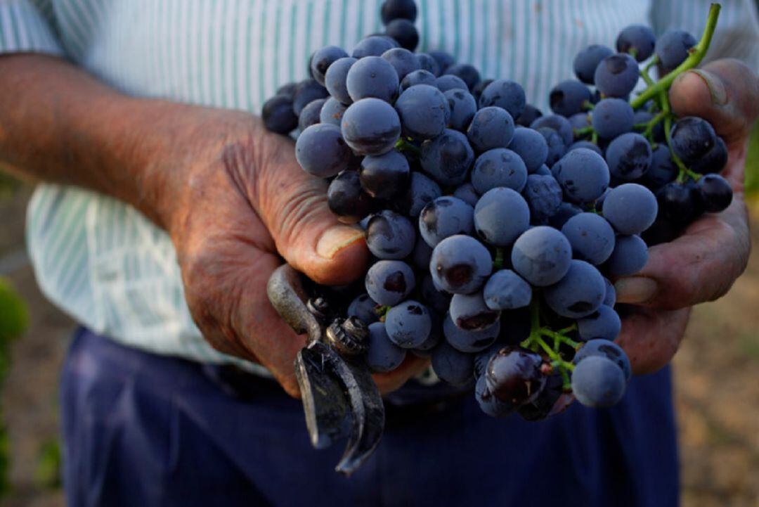 Raïm acabat de collir a la DO Empordà