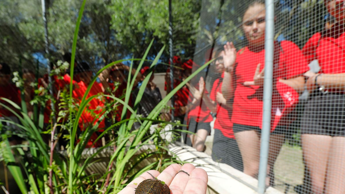 La Fundación Cepsa impulsa la recuperación del galápago europeo