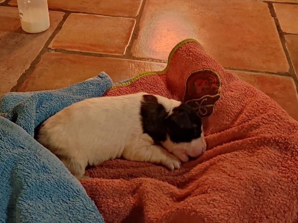 Investigado en Tierra Estella por abandonar una camada de perros en un contenedor de basura