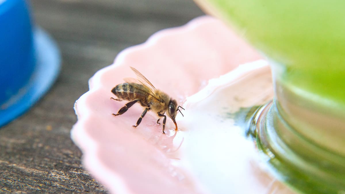 ¿Cómo es el 'hotel' para insectos polinizadores?