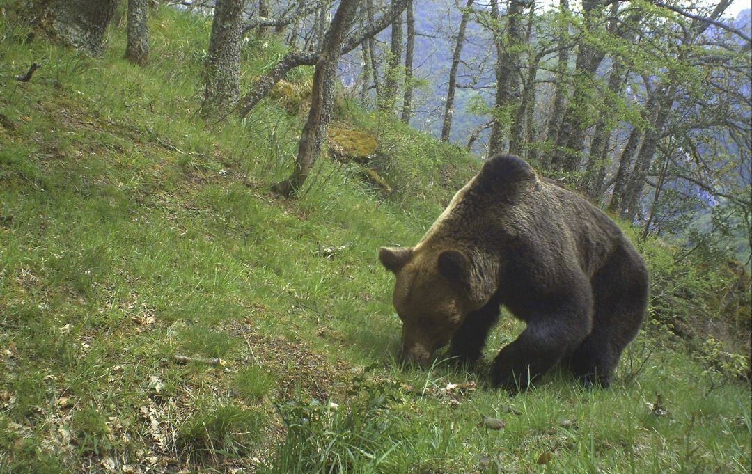 Un oso paseando por los bosqueas asturianos.