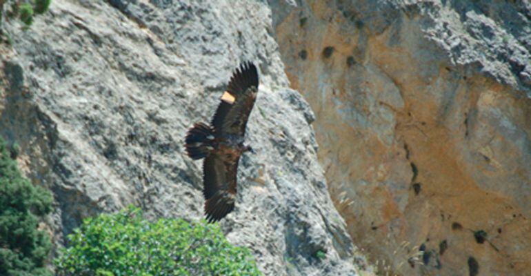 El quebrantahuesos Tono volando en libertad.