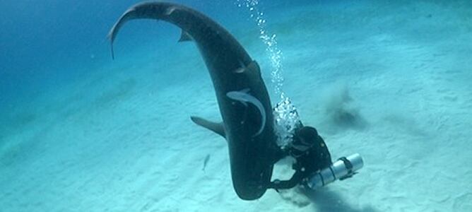 El experto Karlos Simón aplicando la técnica de la inmovilidad tónica en un escualo.