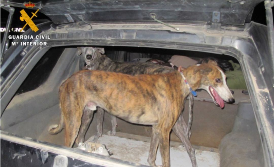 Los furtivos transportaban dos galgos en el maletero de un todoterreno