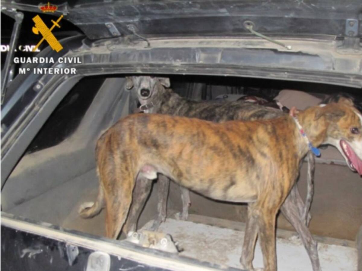 Denunciados dos furtivos en Castrillo de Duero