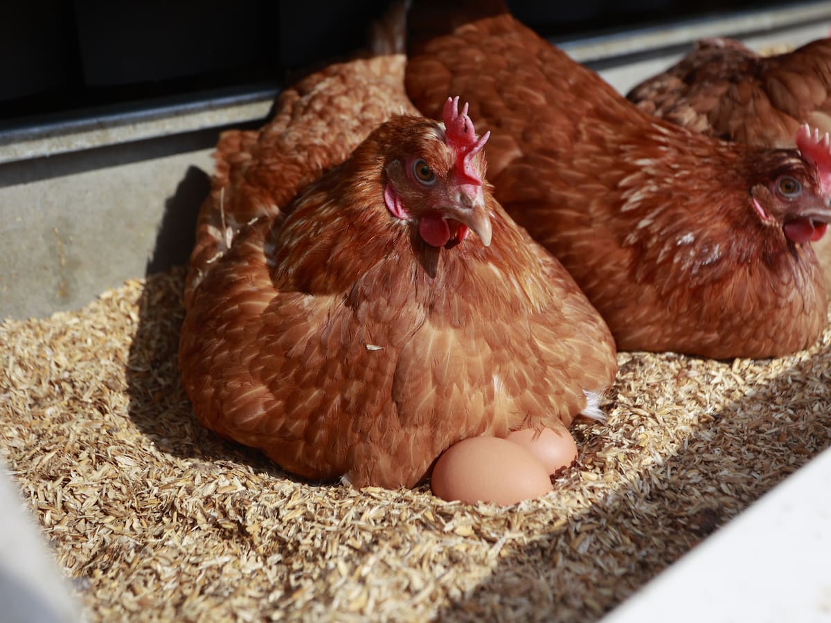 Por qué los huevos camperos cuestan un 27% más si todas las gallinas llevan meses confinadas