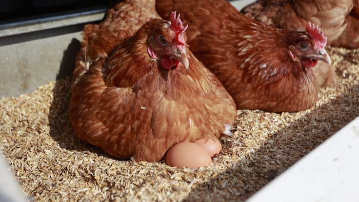 Nómada del viento: Más vale huevo hoy que pollo mañana (07/04/2026)