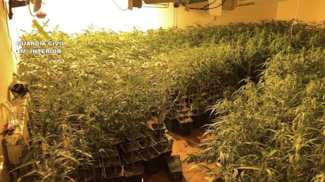 Plantación Jadraque