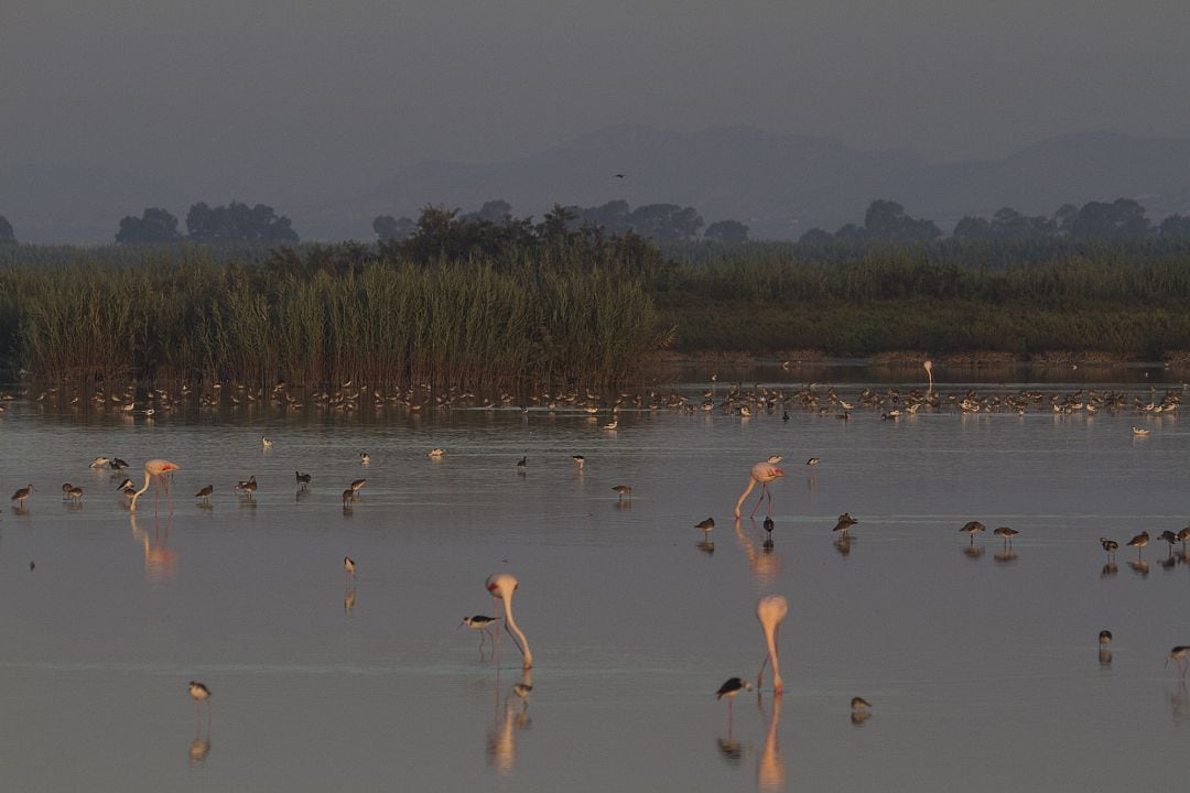 Una de las charcas del hondo con varias aves