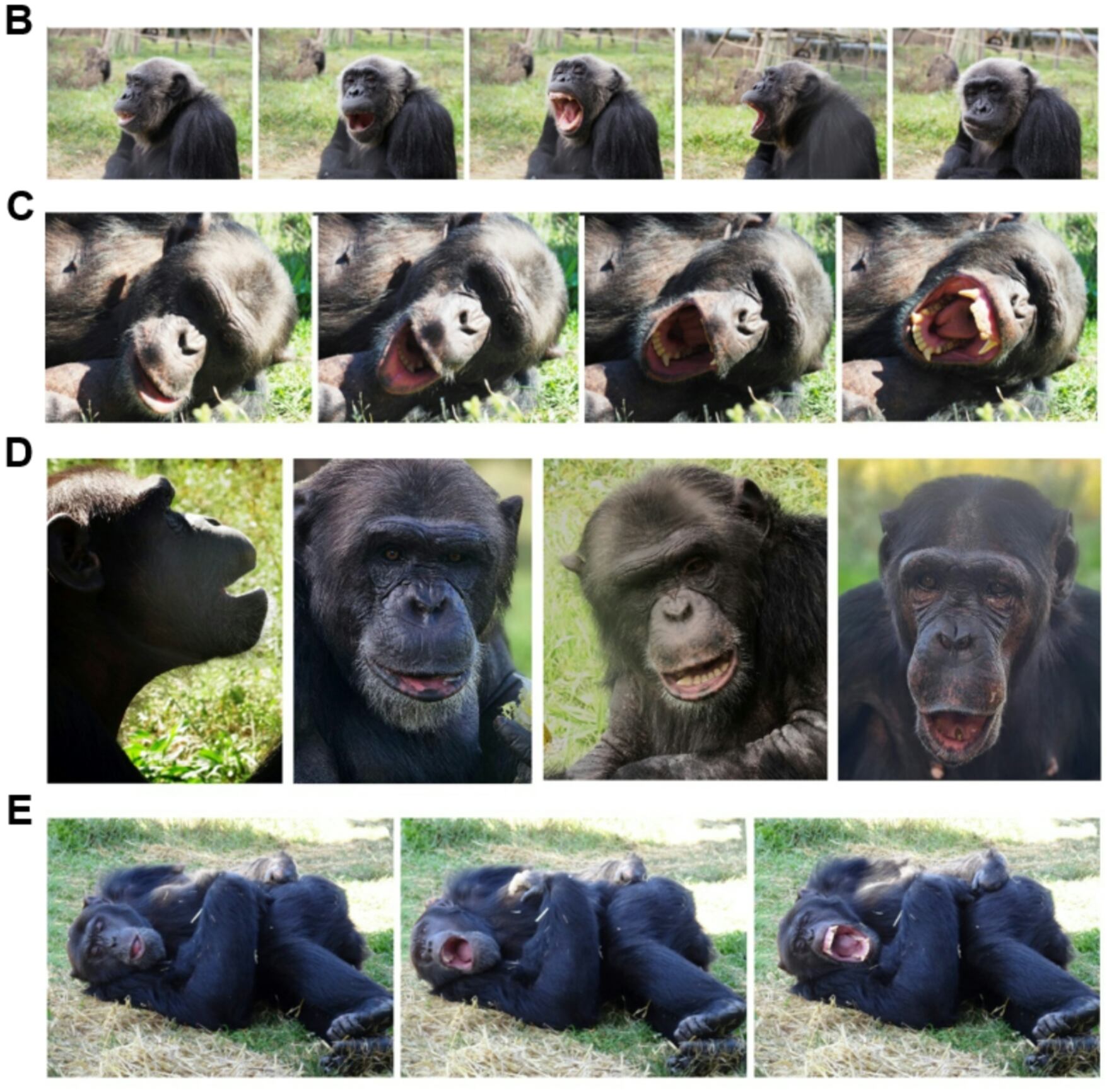 Ejemplos de chimpancés que exhiben un comportamiento de "bostezo y acostarse".
Crédito: RMJM, Aline Sardin-Damasso & Mona.
