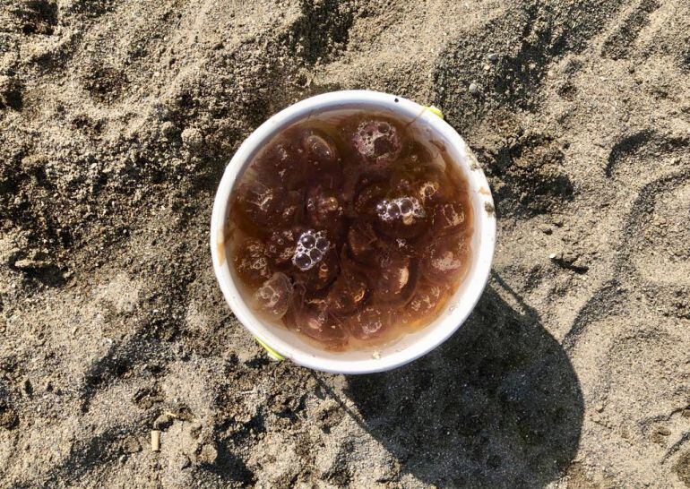 Medusas en un cubo recogidas este jueves en las playas de Huelin, en la capital malagueña