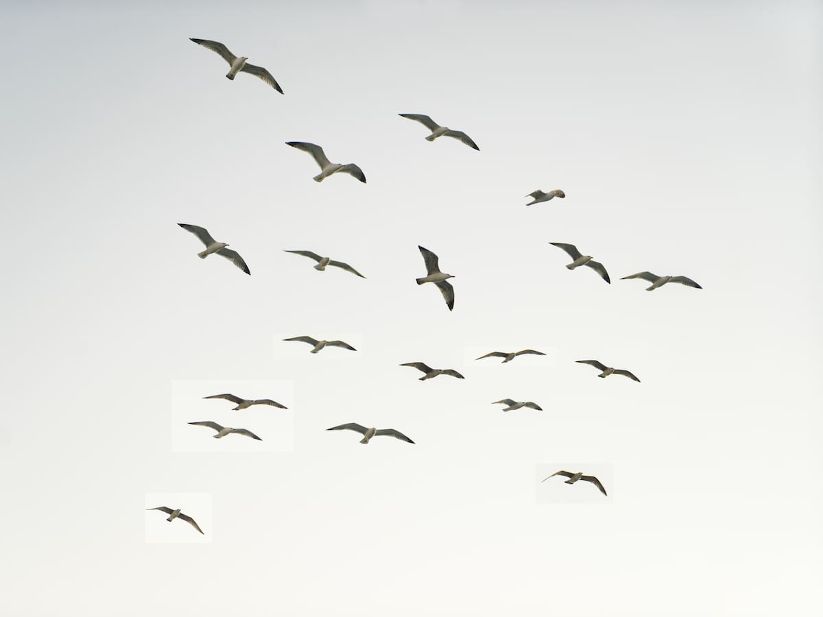 "Las aves pueden cambiar vidas": Francino abre 'La Ventana' desde la XXI Feria Internacional de Turismo Ornitológico