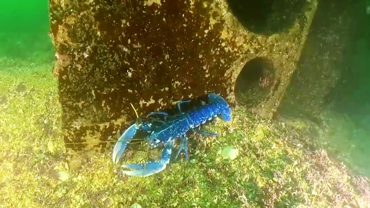 Pablo Sánchez Jerez, catedrático de Ciencias del Mar y Biología Aplicada de la UA, en Hoy por Hoy Alicante