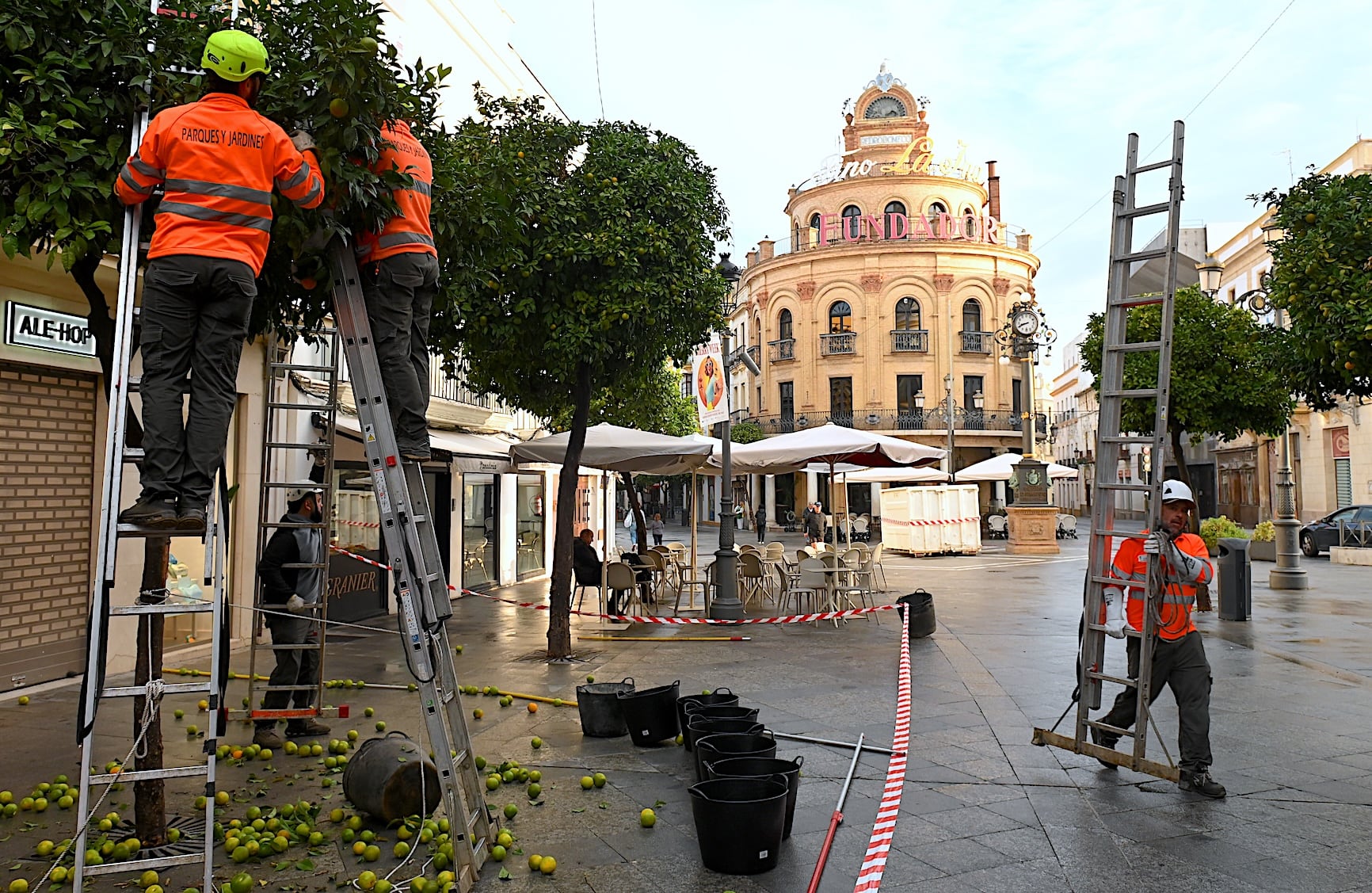 La recogida de naranjas se ha iniciado en la calle Lancería, en el centro de Jerez