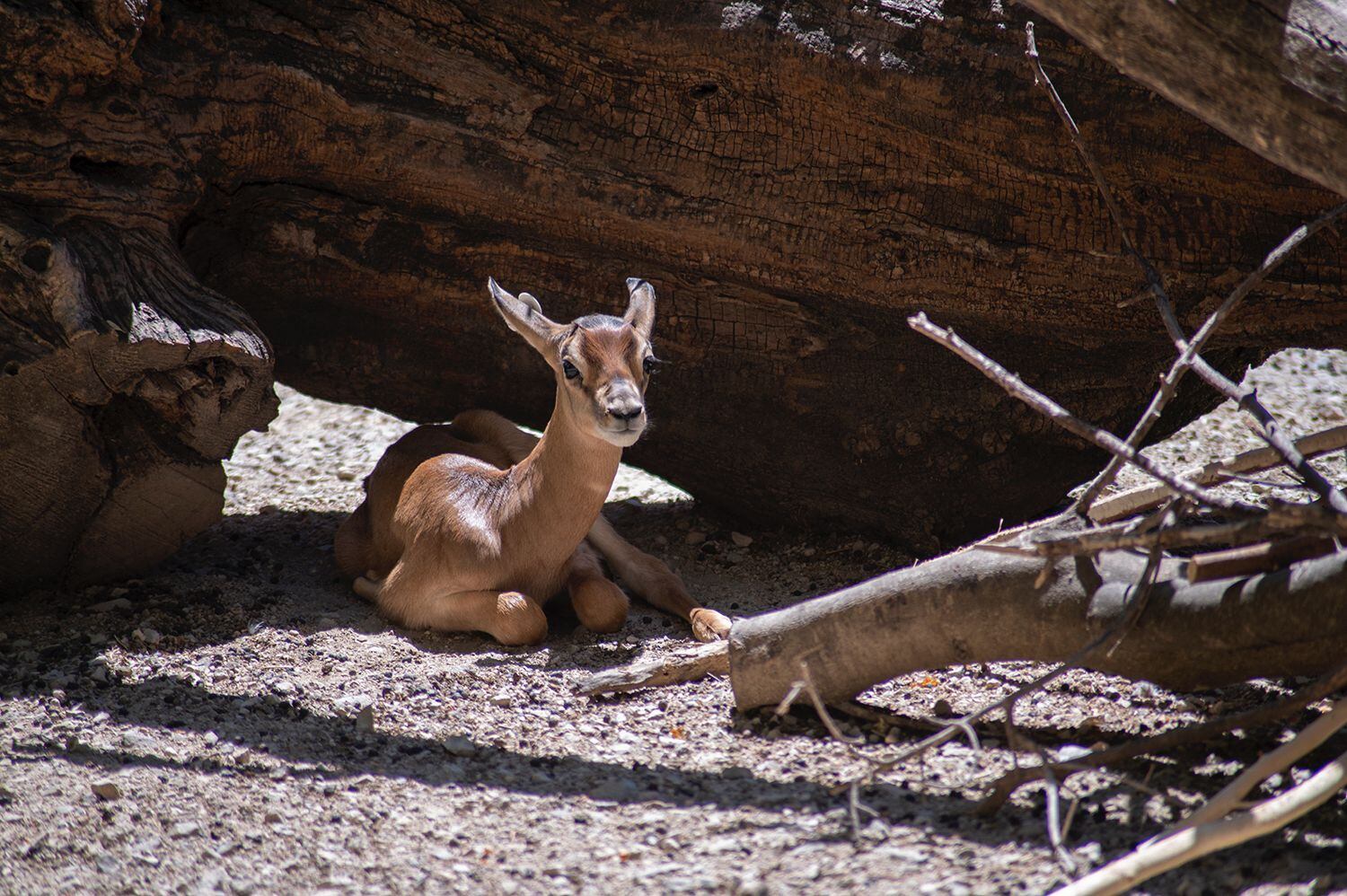 Gacela nacida en el Zoo de Jerez