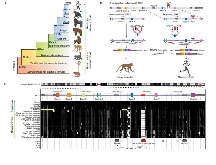 On the genetic basis of tail-loss evolution in humans and apes / Itai Yanai (NYU Langone Health, New York, NY, USA) Miriam Konkel (Clemson University, Clemson, SC, USA) y Emily Casanova (Loyola University, New Orleans, LO, USA)