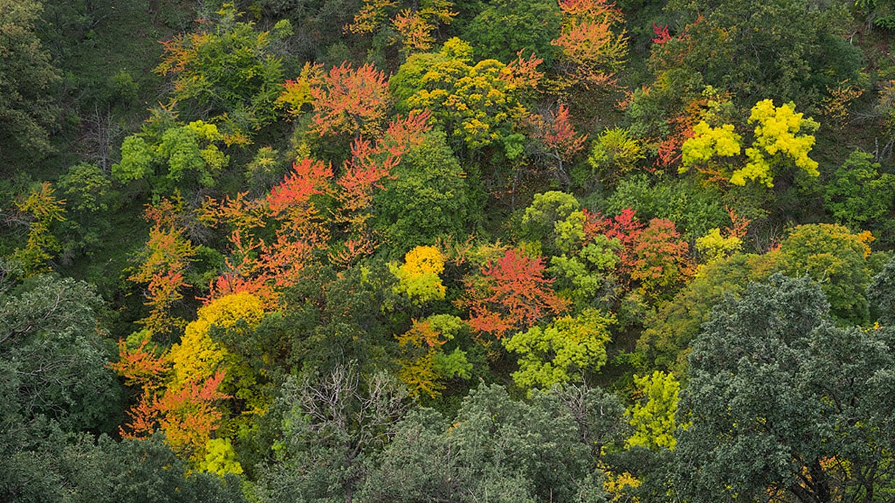 Bosque otoñal de la Dehesa del Camarate, en el Parque Nacional de Sierra Nevada en el término de Lugros (Granada)