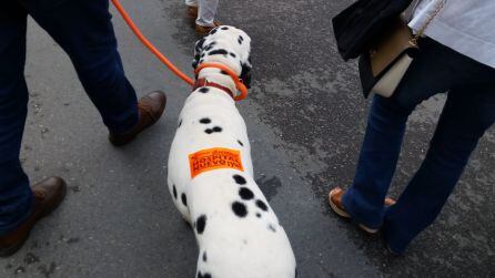Hasta las mascotas llevaban mensajes a favor del nuevo hospital de Aranda