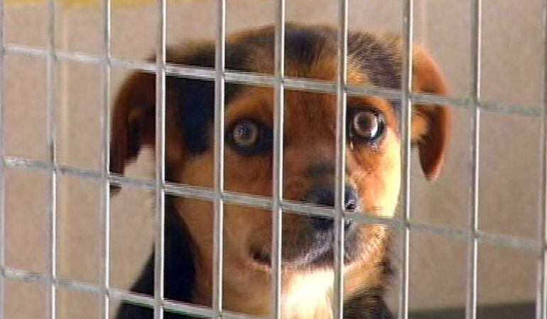El Centro Municipal de Acogida y Protección de Animales de Leganés hace balance de la adopción en los últimos siete años. 