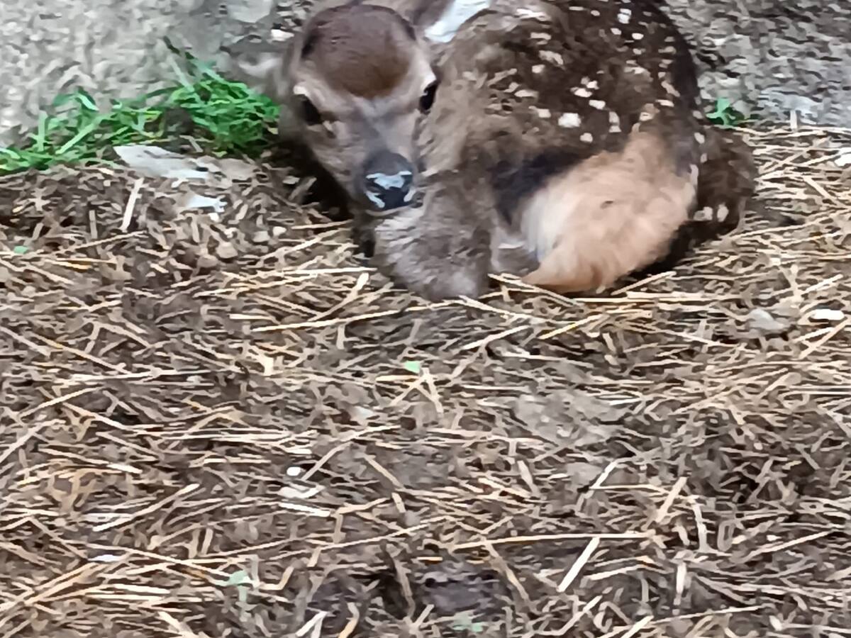Carlitos inaugura la época de nacimientos en la Ciudadela