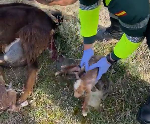 Un guardia civil ayuda a parir a una cabra en Valladolid.