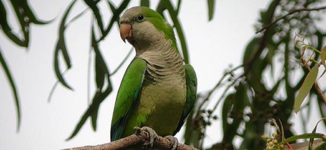 Cotorra argentina