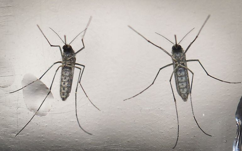 Fotografía del 7 de febrero de 2016 de un mosquito Aedes aegypti fotografiado en un laboratorio en San Salvador