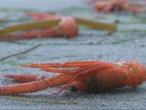 miles de camarones muertos en las playas de San Diego debido al cambio climático