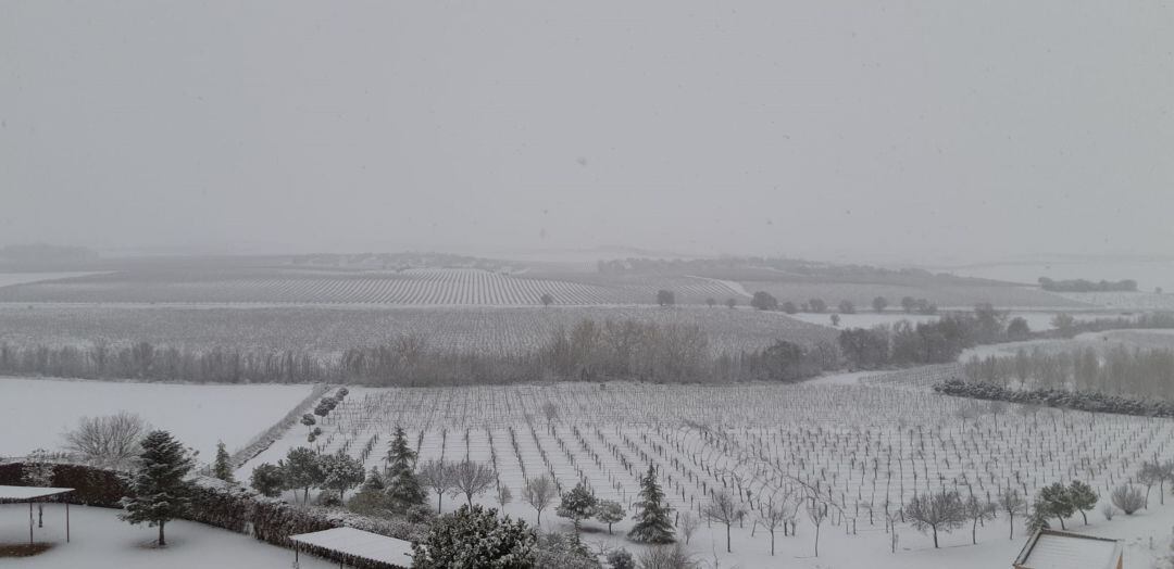 Viñedo cubierto de nive