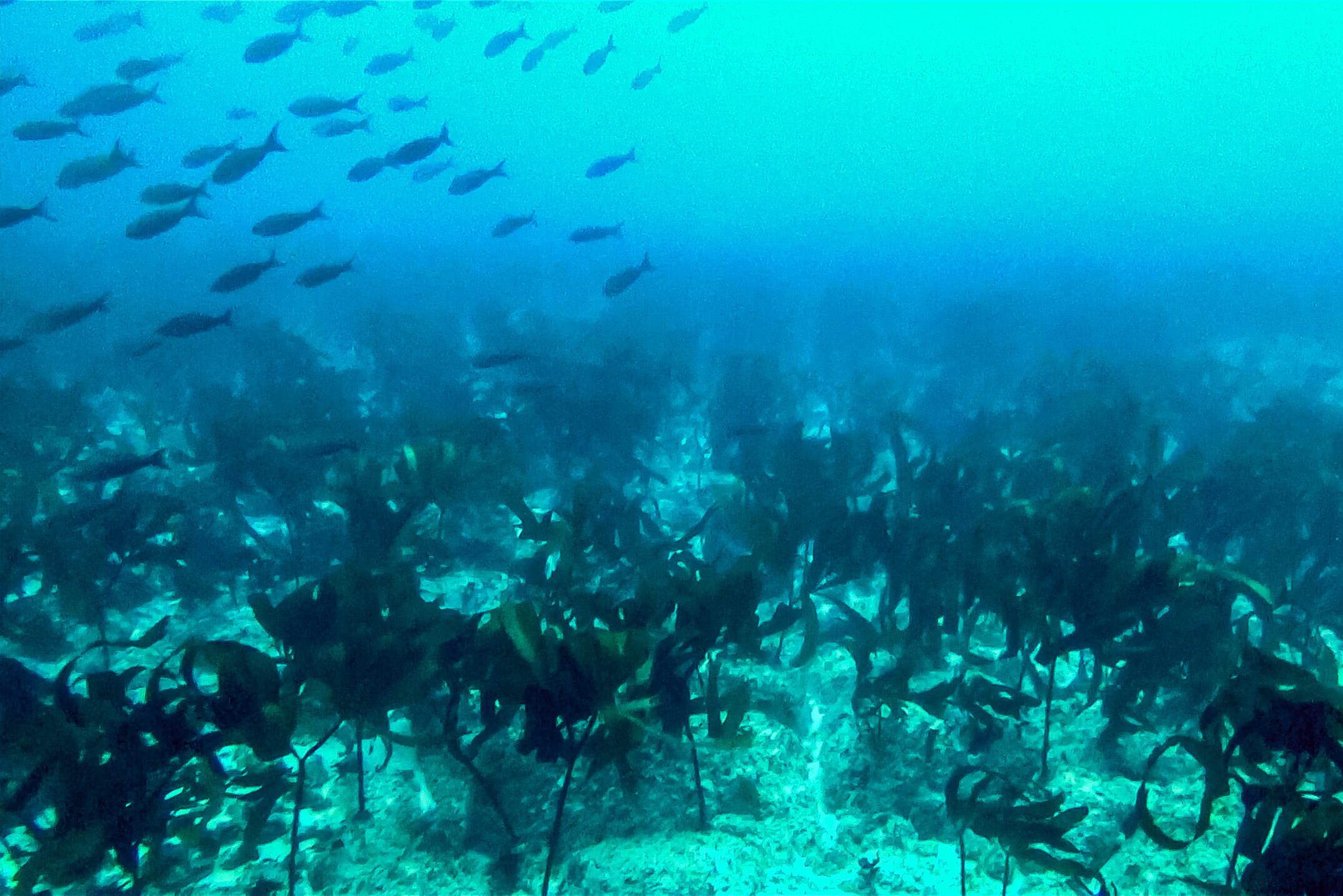 Bosque de Quelpos hallado en las islas