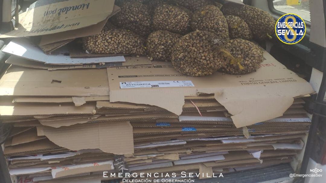 Algunos de los sacos de caracoles arrojados a la basura