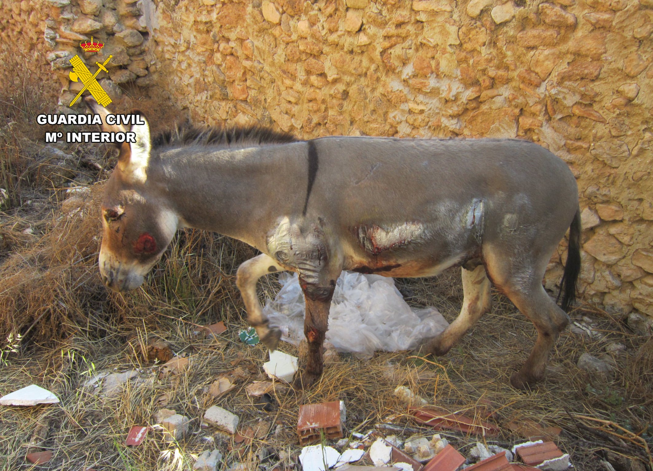 La Guardia Civil investiga al propietario de un burro en Moratalla por arrastrarlo durante medio kilómetro