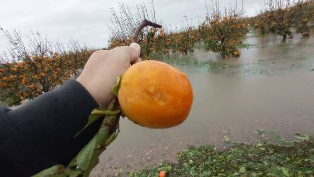 Daños producidos por el temporal en los campos de caquis de Sollana