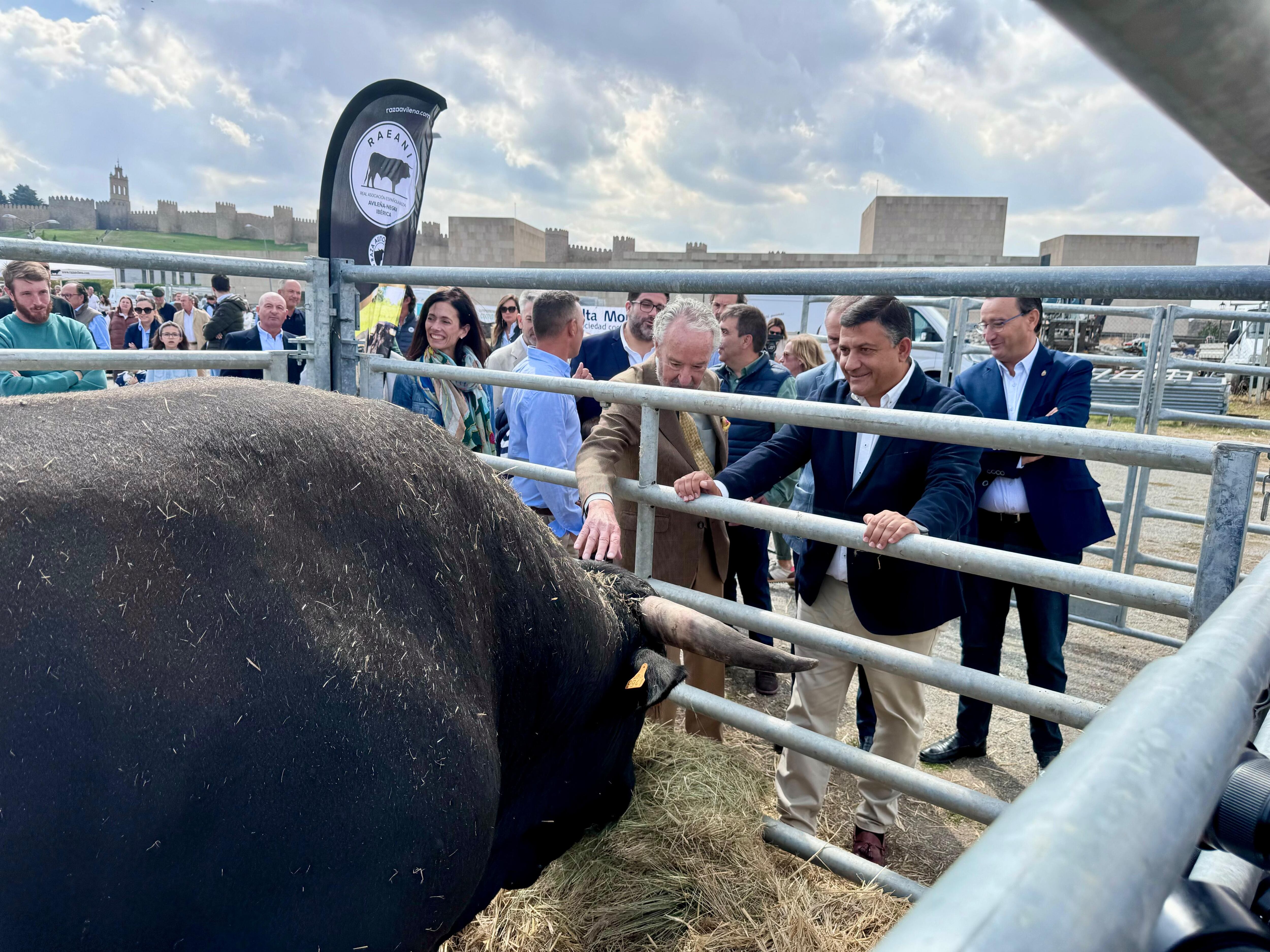 El presidente de la Asociación y el de la Diputación observan uno de los ejemplares de la ganadería de esta última insitución participante en la Feria