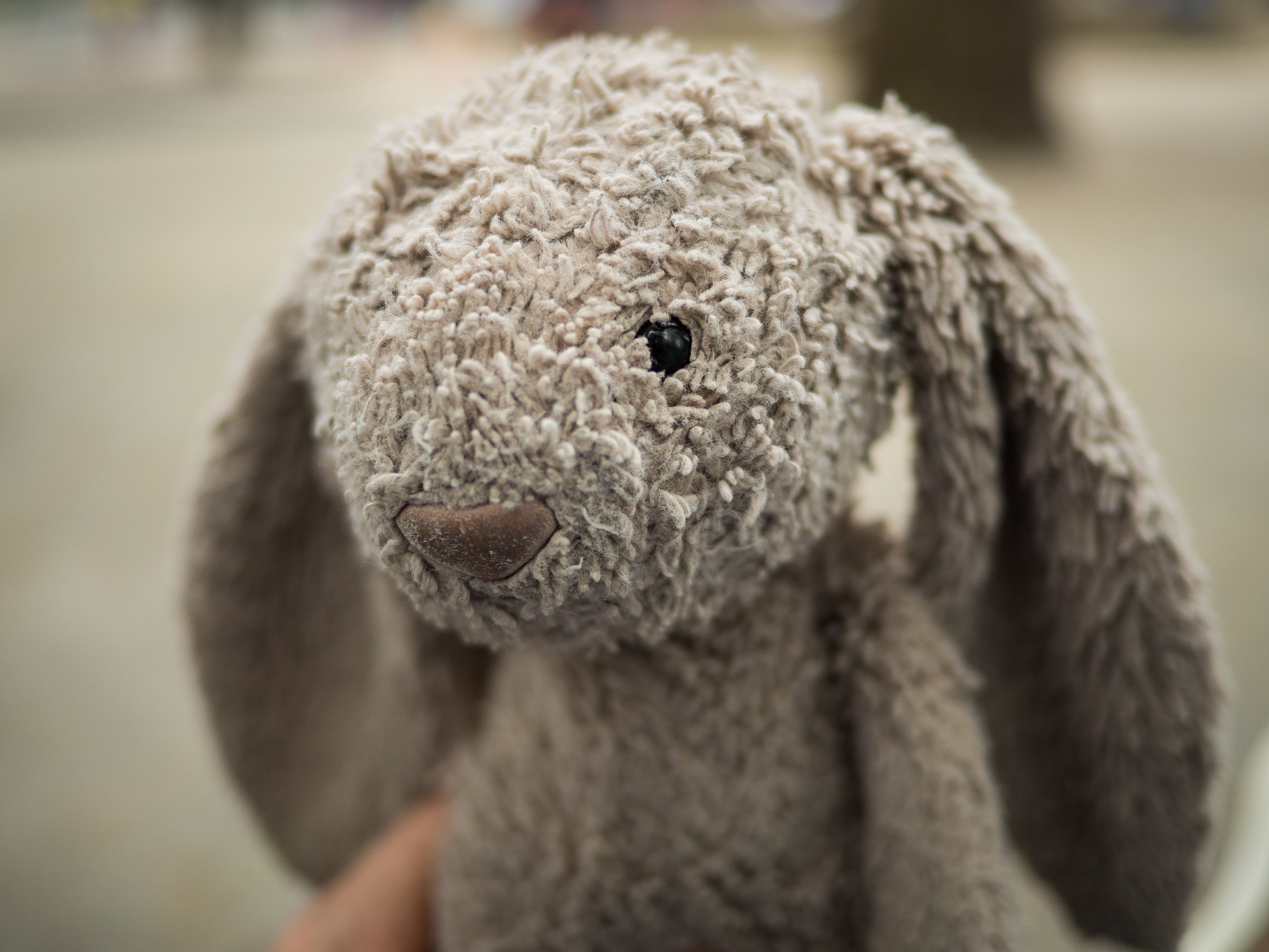 El conejito de peluche se perdió en el entorno de la playa de Las Canteras