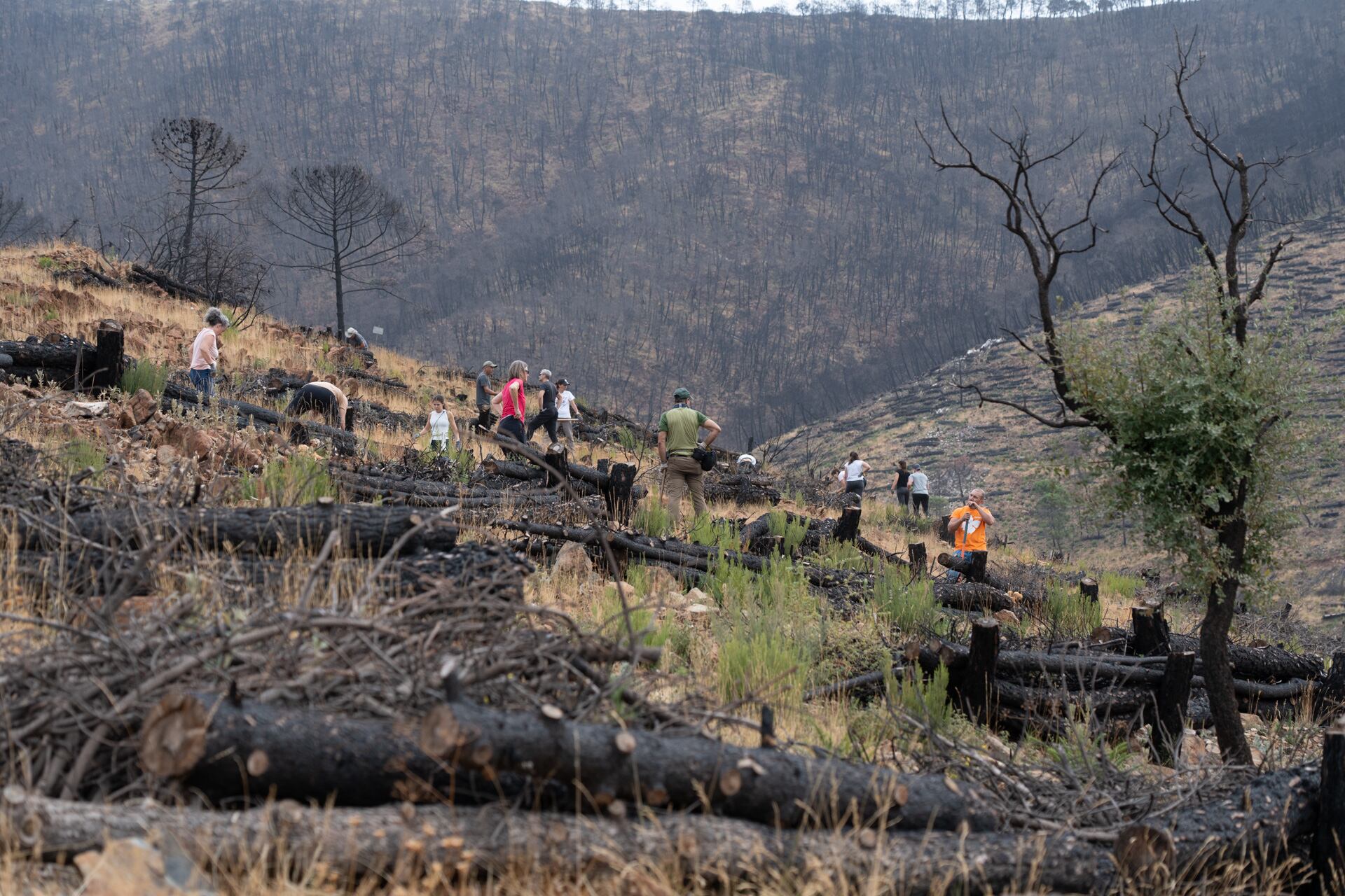 Hace menos de tres meses, con la colaboración de Ikea Málaga, se llevaron a cabo tres jornadas de reforestación  con el objetivo de recuperar una pequeña parte del entorno afectado por el gran incendio forestal que asoló la zona en septiembre de 2021