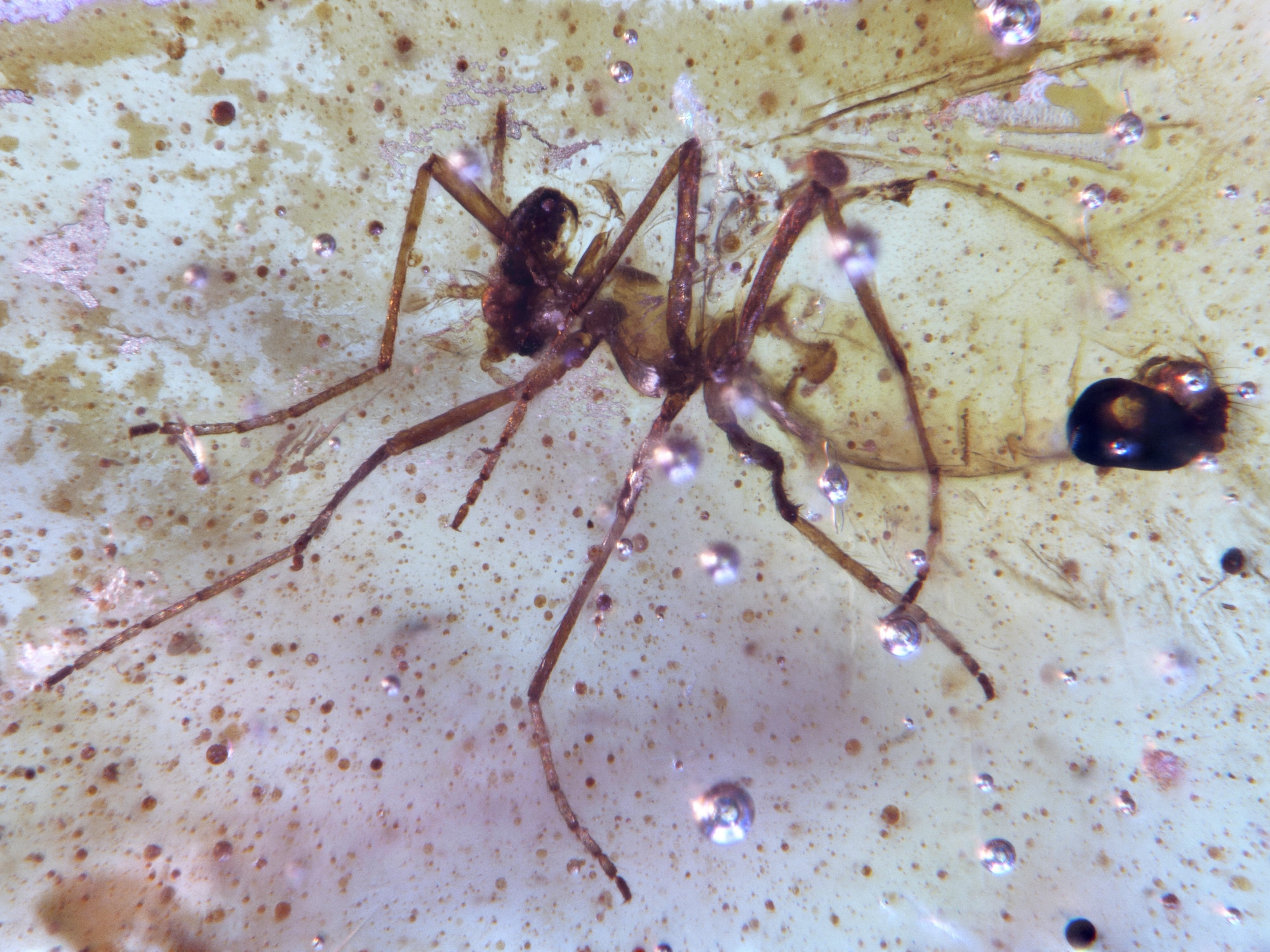 Una mosca de hace 112 millones de años atrapada en una muestra de ámbar estudiada