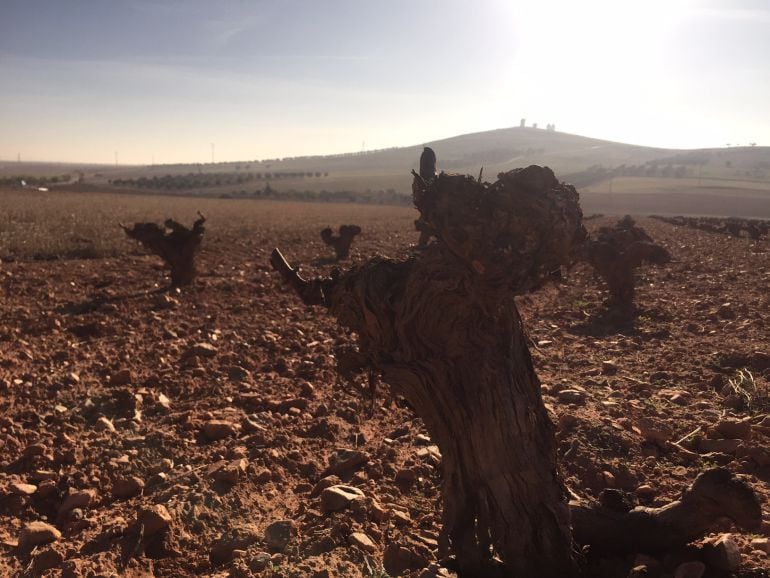 COAG Andalucía insiste en que es necesario también dirigir las ayudas a los agricultores a título principal