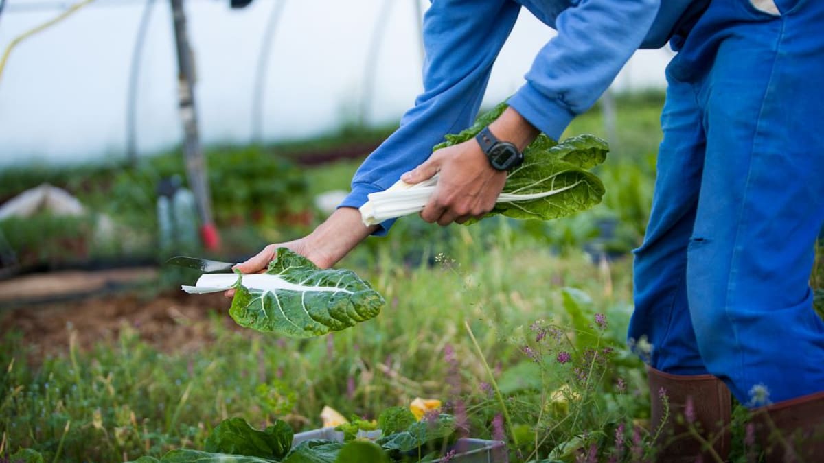 Valencia, hacia la agricultura ecológica