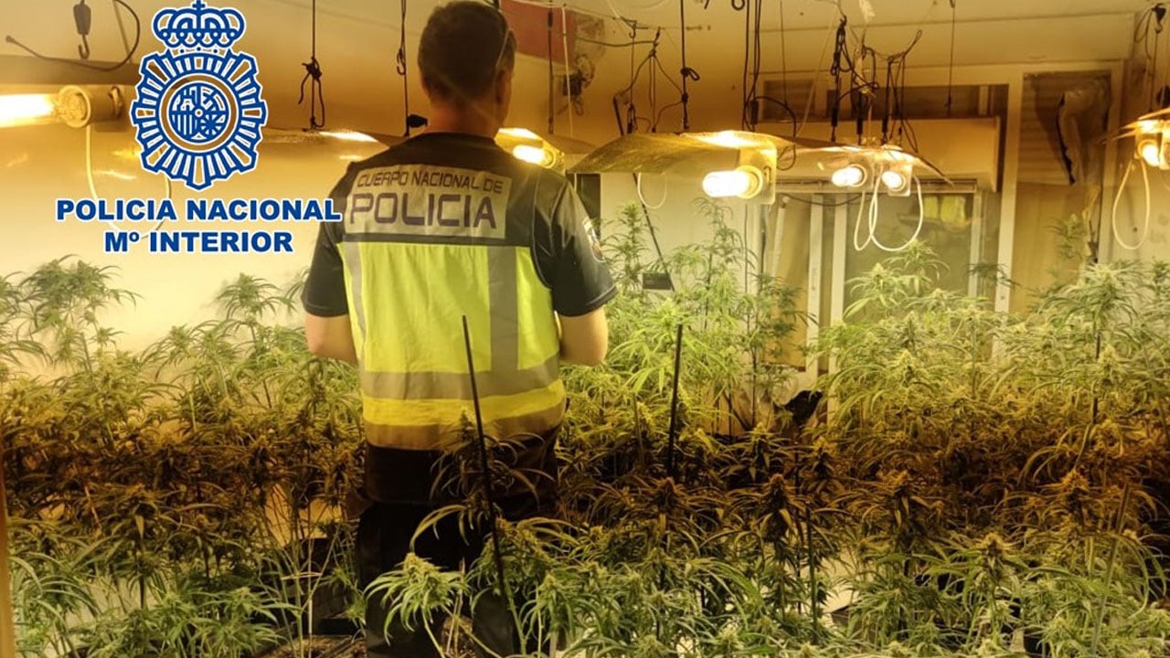 Foto de archivo de una operación contra el cultivo de marihuana y el robo de electricidad en Granada