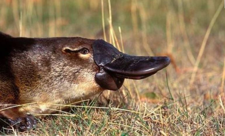 El ornitorrinco es un mamífero que pertenece al orden de los monotremas, mamíferos que tienen algunas características de los reptiles como la reproducción ovípara