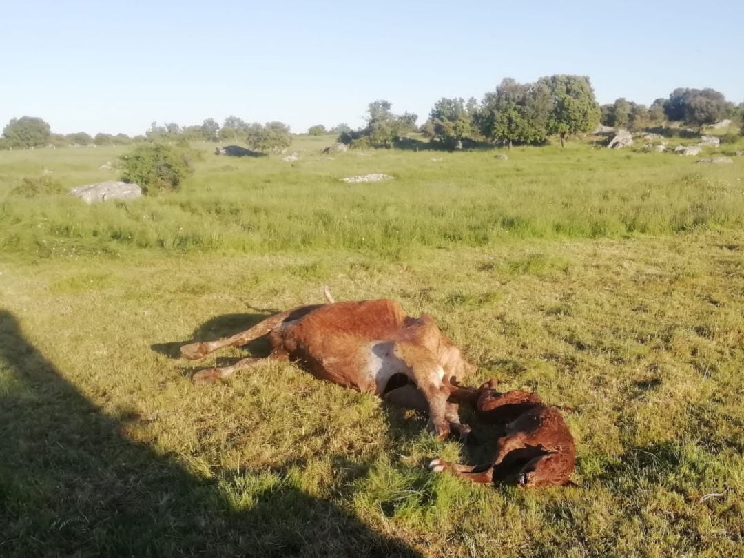 Ganado después de ser atacado por los buitres