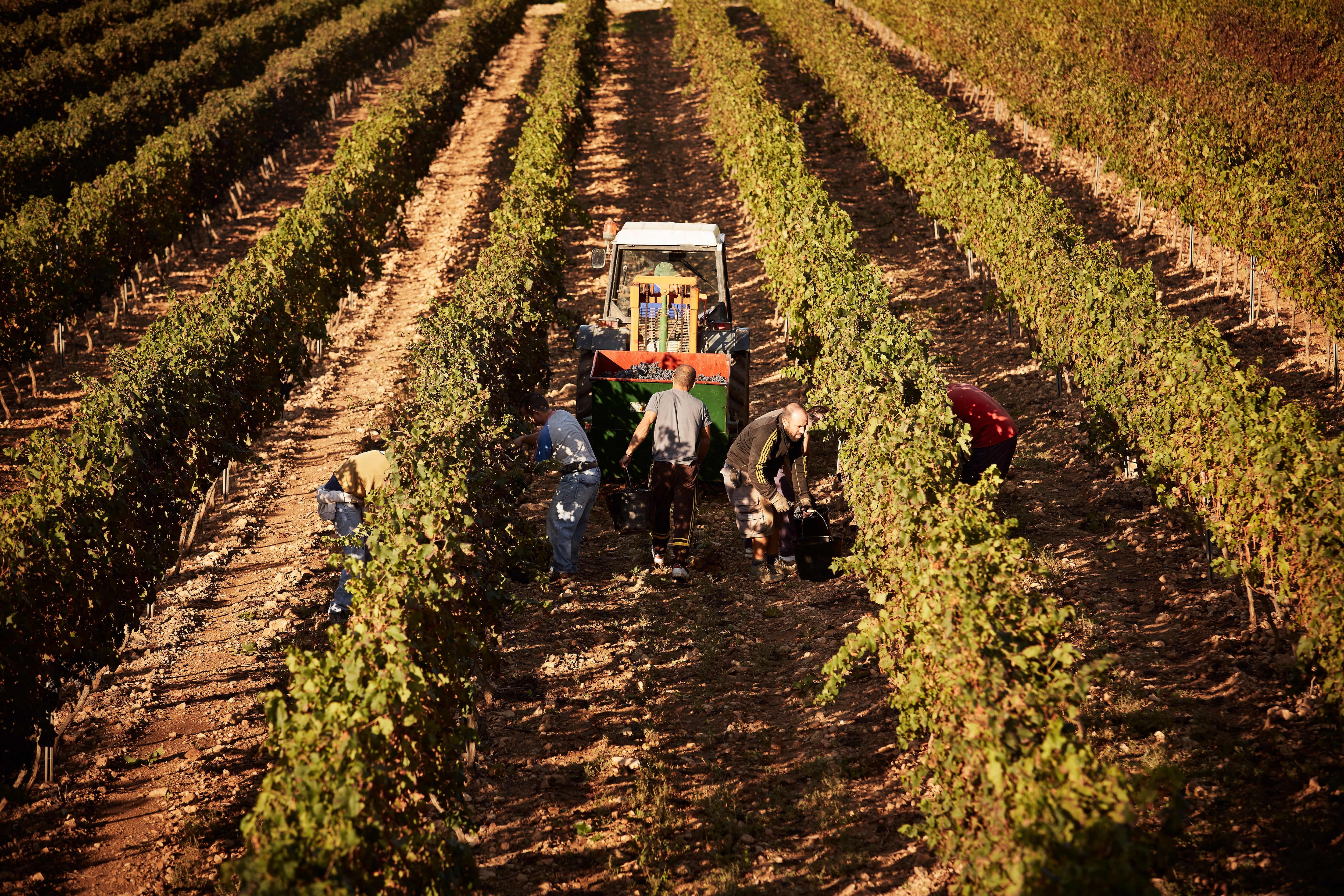 Personas trabajadoras del sector agrario, en una imagen de archivo