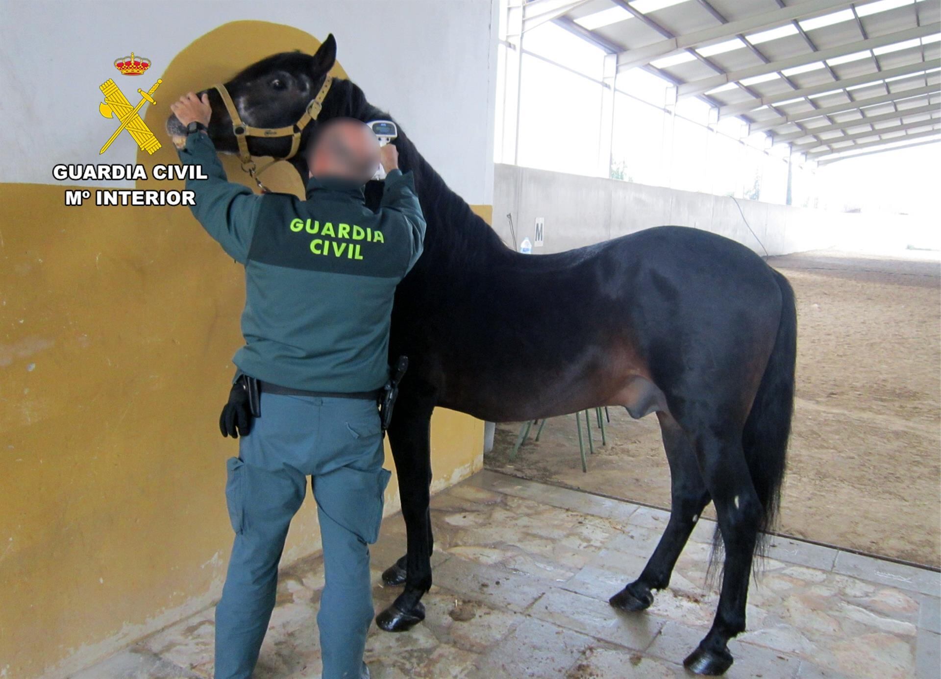 Un agente de la Guardia Civil junto a uno de los caballos